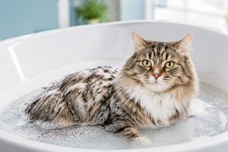 Flea Bath