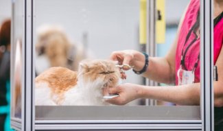 Cat Brushing