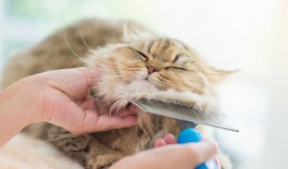 Cat Grooming