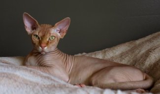 Hairless Cat