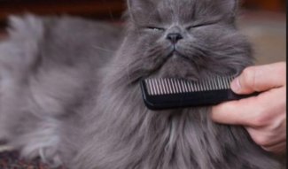 Cat Brushing