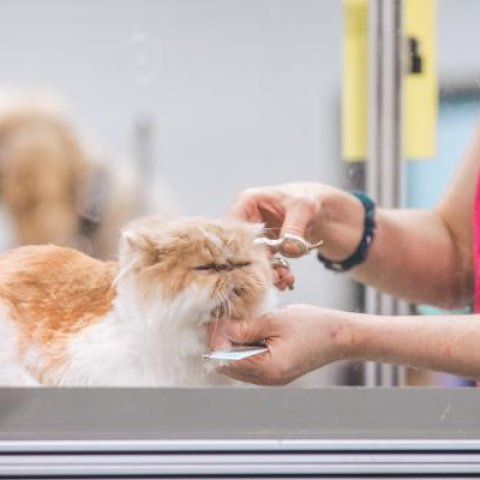 Cat Brushing
