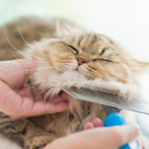 Cat Grooming