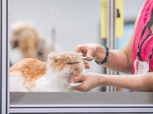 Cat Brushing